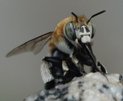 Réf. 347 578 : Amegilla quadrifasciata